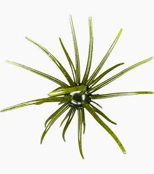 Hags Prickly Pear, Big Tex Urchin Bait, 25mm