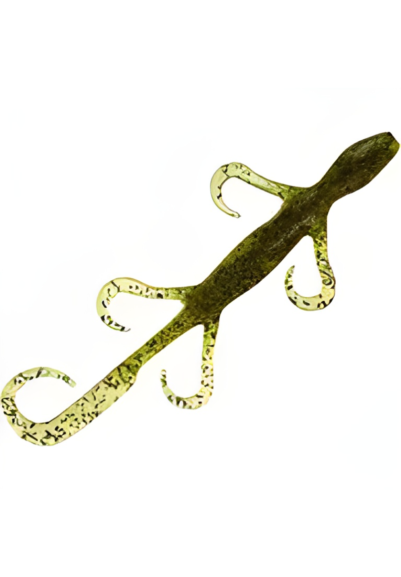 Zoom 6" Lizard
