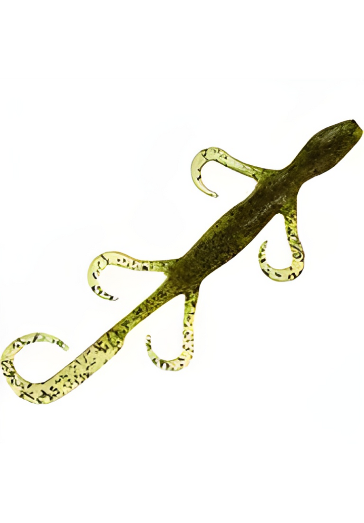 Zoom 6" Lizard