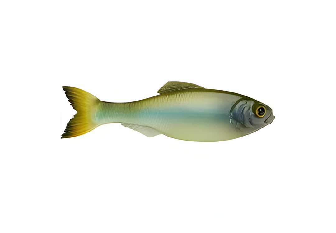 6th Sense Panorama 3.5