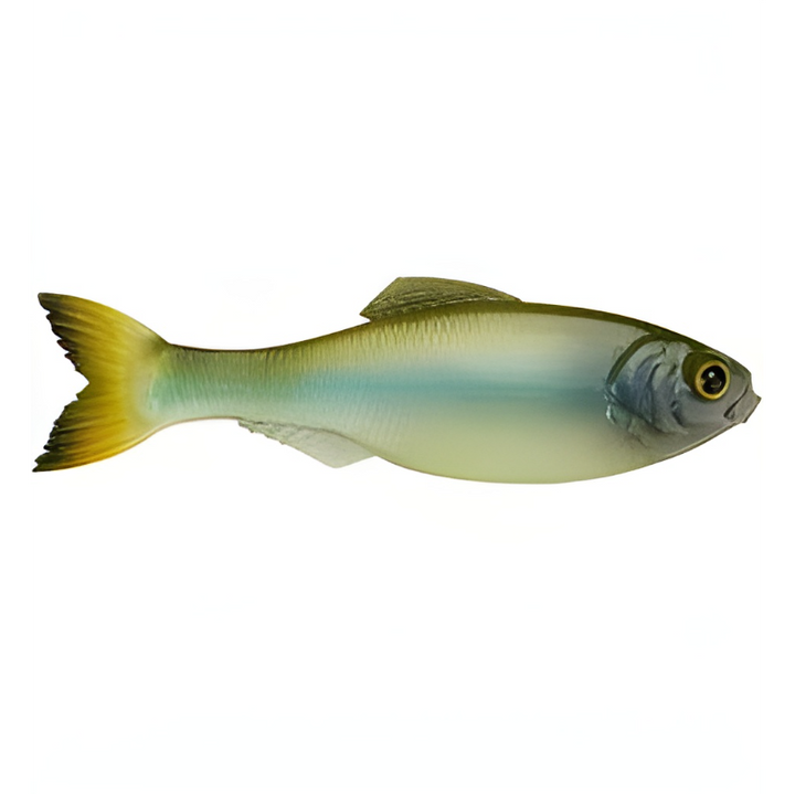 6th Sense Panorama 5.0