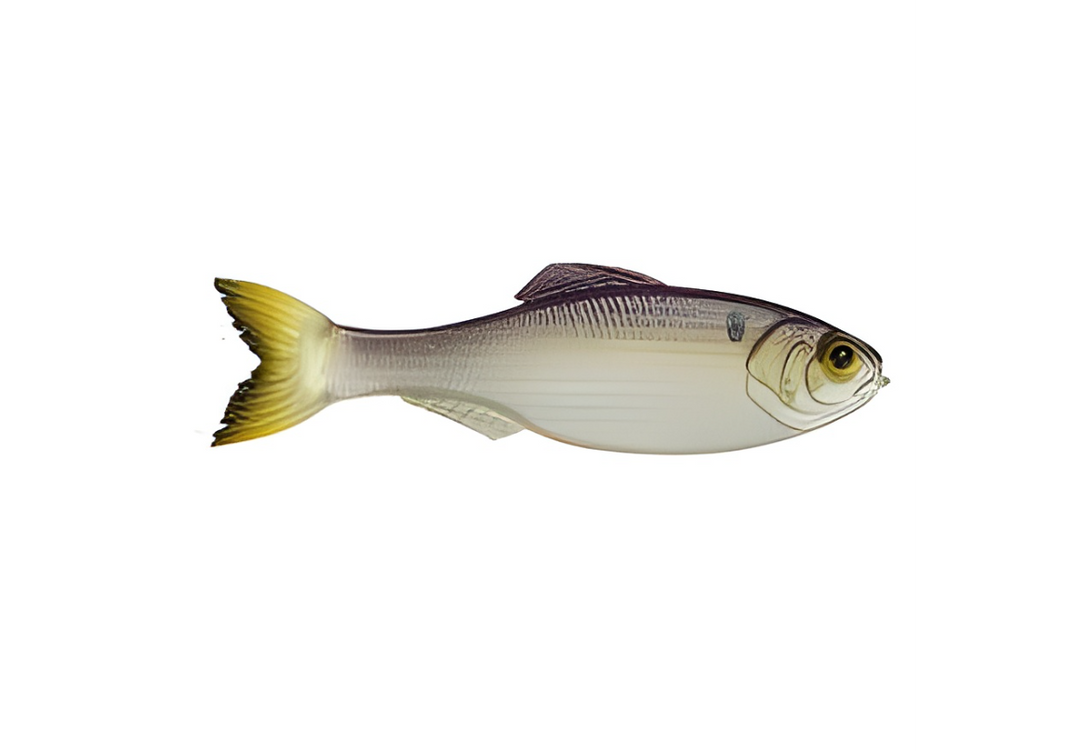 6th Sense Panorama 6.5