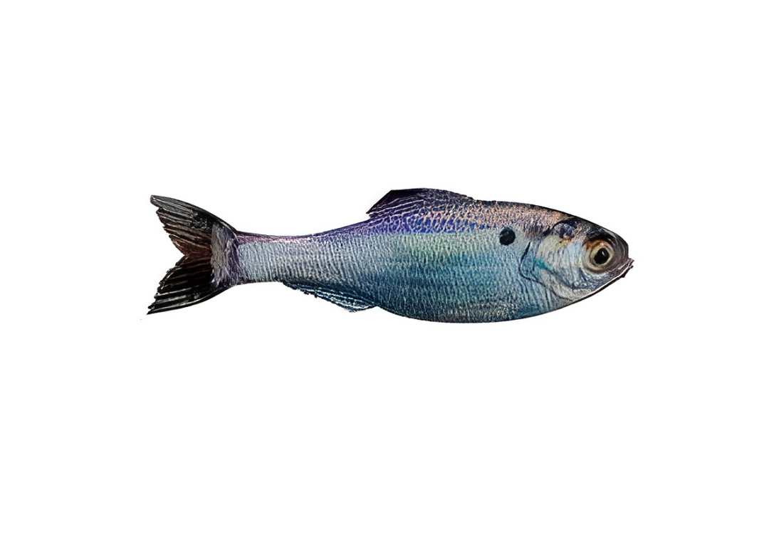 6th Sense Panorama 6.5