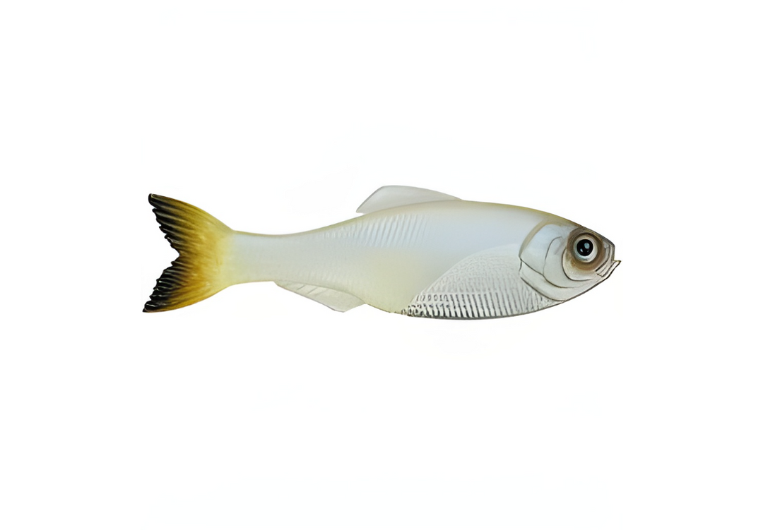 6th Sense Panorama 6.5