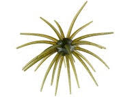 Hags Baits Prickly Pear - 19mm
